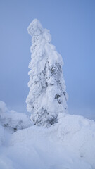 Vertical shot of a snow-covered spruce tree in summer