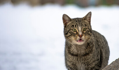 close-up stray cat with snow scene in background in winter