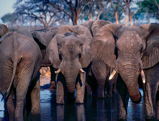 Afrivsn elephants at waterhole