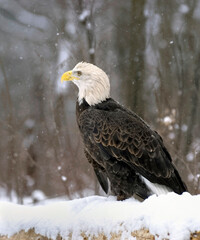 Bald eagle in snow fall,Northern MInnesota