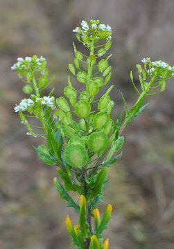 Thlaspi arvense grows in nature