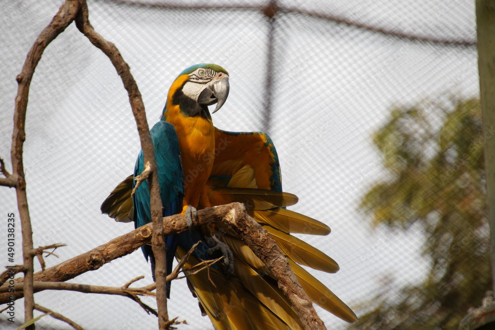 Poster colored parrot sitting on a tree branch with blurred tree on the background