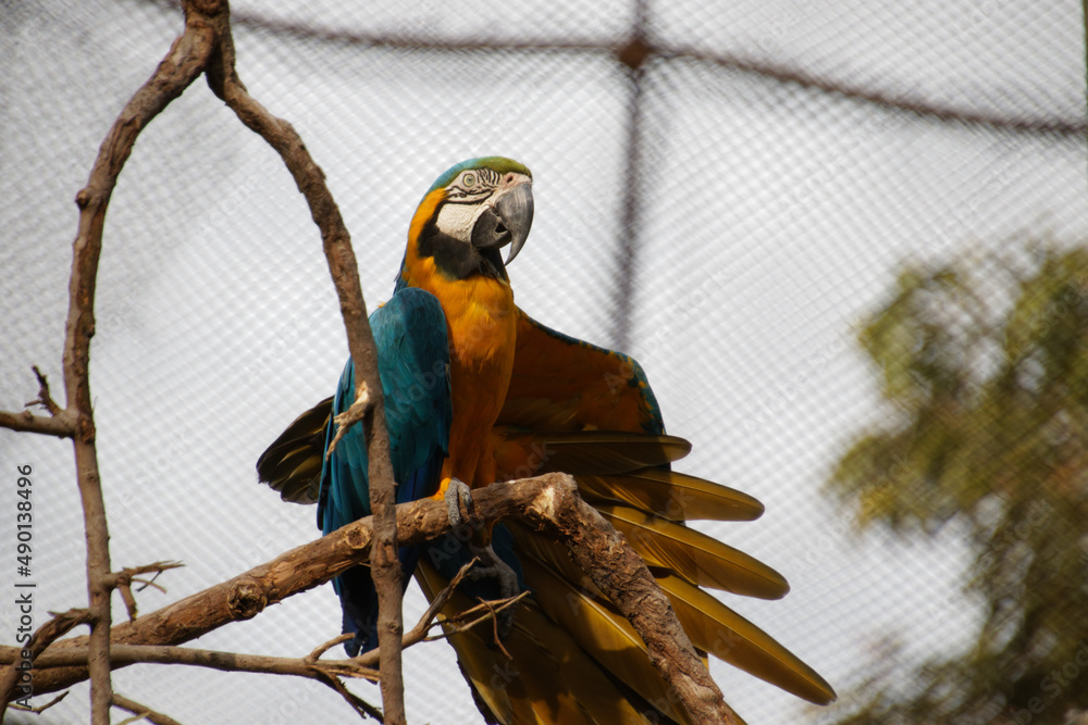 Poster colored parrot is sitting on a dry tree branch with blurred tree on the background