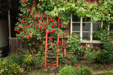 Fototapeta na wymiar Bauerngarten mit roter Leiter