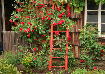 Fototapeta na wymiar Bauerngarten mit roter Leiter