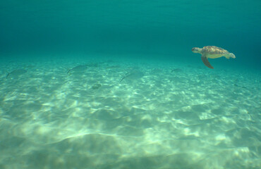                 sea turtle , underwater scene ,caribbean sea , Venezuela 