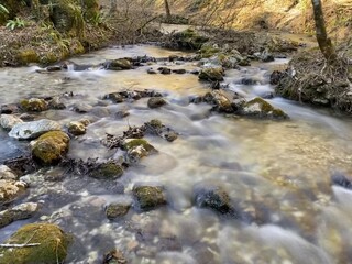 river in the forest