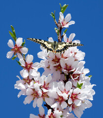 Papilio machaon on almond blossom in March in Spain