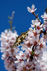 Papilio machaon on almond blossom in March in Spain