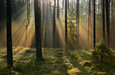 Belle photo d& 39 une forêt pendant la journée en automne