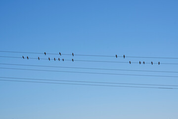 Pigeons on power lines and blue sky