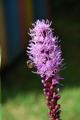 Liatris spikelet begins to bloom. Pink-purple flowers with long thin petals bloom next to each other. A yellow-black bumblebee sits on a flower and collects nectar.