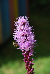 Liatris spikelet begins to bloom. Pink-purple flowers with long thin petals bloom next to each other. A yellow-black bumblebee sits on a flower and collects nectar.