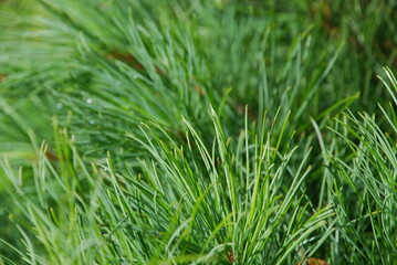Long thin needles of cedar wood. Green background of long curved needles growing on a cedar branch. The needles are illuminated by the sun's rays and grow in different directions.
