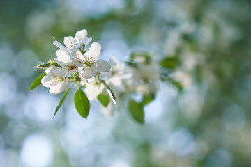 Close-up of an apple tree branch. A branch of a blooming apple tree with white petals in the wind. High quality photo