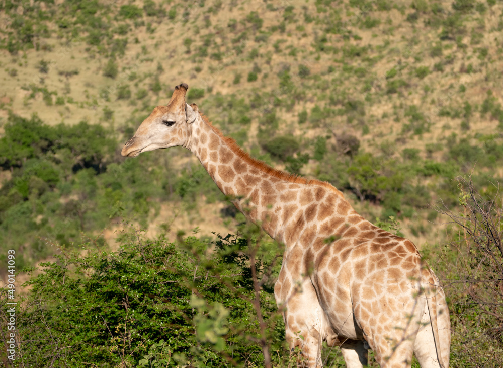 Poster Beautiful giraffe on a mountain valley