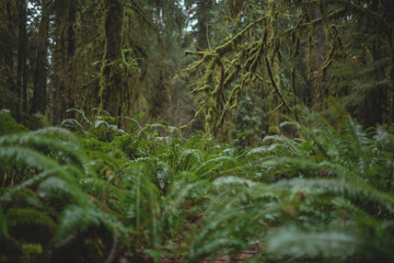 fern in the woods