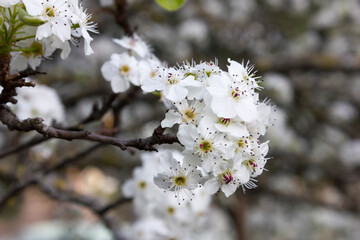 Flowering of an almond tree, prunus dulcis, Spain. Copy space.