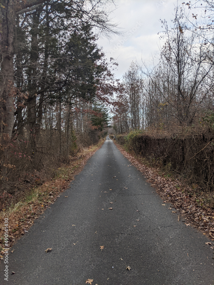 Poster vertical shot of a walking path next to some leafless trees.