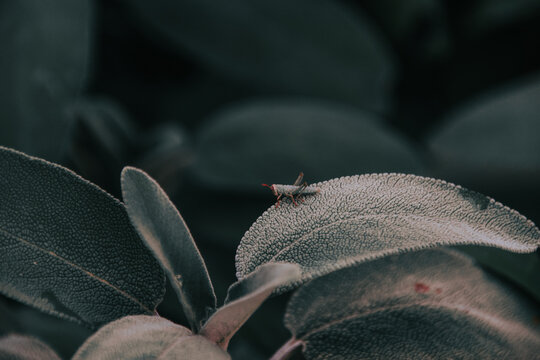 Closeup shot of a small Acrididae standing on a plant leaf with a blurry background