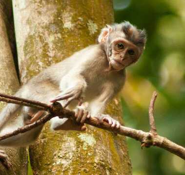 Shallow focus of a young baby cute monley standing on a tree branch in the forest