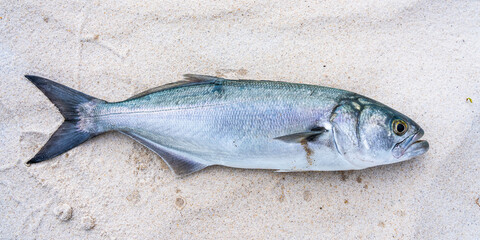 Bluefish freshly caught in the Atlantic Ocean on the sand of a beach in Melbourne Beach, Florida