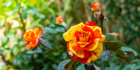 Panorama with a beautiful rose bud with multi-colored yellow and red petals close-up in the garden on a blurred background with copy space