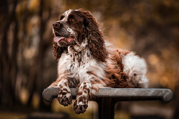 Beautiful shot of a cute English Springer Spaniel sitting with blurred garden