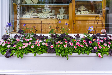 Wonderful pink spring flowers in a flower bed against the backdrop of a jewelry showcase