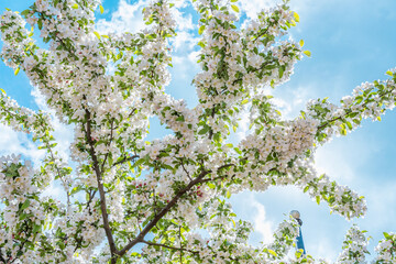 Fototapeta premium Branches of a young apple tree, covered in white and pink flowers, against the New England sky. Spring. May, Portsmouth, New Hampshire, USA