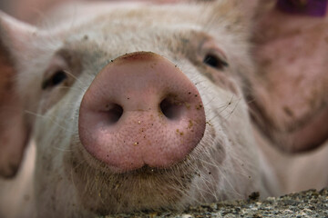 Closeup shot of a cute happy pig on a farm