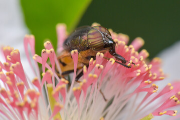 Closeup of a Blow fly on flowers in a field with a blurry background
