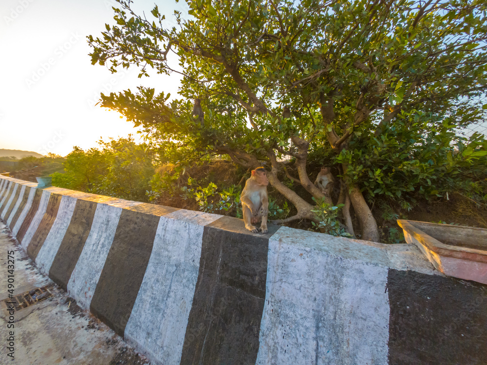 Poster monkey seating at barrier in lonavala maharashtra india