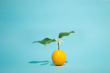 Lemon fruit with lemon green leaves and flower on pastel blue background. Creative summer concept...
