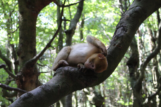 Brown furry macaque on the tree in the wild
