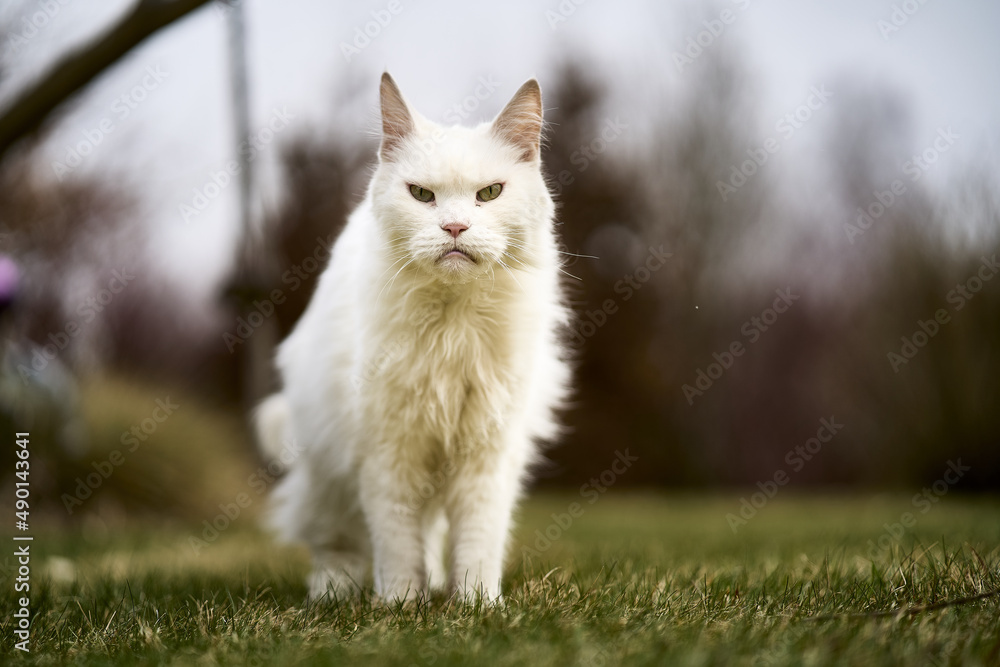 Sticker close-up shot of a maine coon cat standing on the grass in the blurry background.