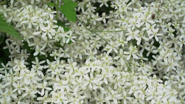 Small white fragrant flowers of clematis erect or clematis flammula in the summer garden close-up. Floral natural background. High quality 4k footage