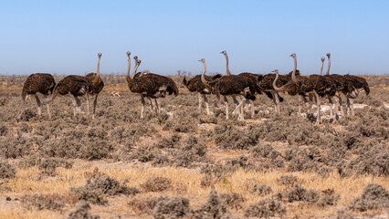 Flock of Common ostrich (Struthio camelus), Etosha national park, Namibia