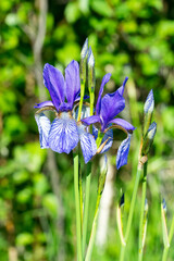 Closeup of Siberian iris flowers (Iris sibirica) in the “Murnauer Moos”, Bavaria
