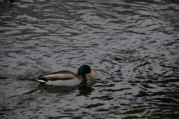 Duck in the water