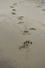 Dog footprints in sand