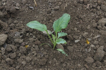 Eggplant seedling planted in the ground. Traditional agriculture in village. Selective focus on green leaves.