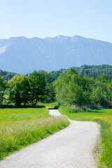 Fototapeta na wymiar Hiking path through flowering marsh area grassland and bushes in „Murnauer Moos“, Bavaria