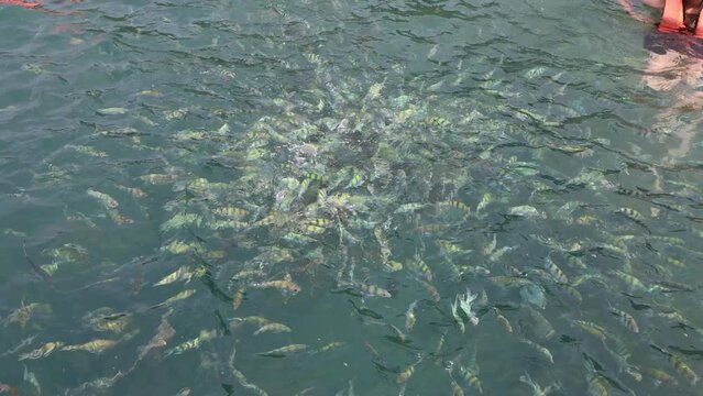 Scissortail sergent fish swimming in water surface with blue water background.