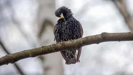 Starling on a branch