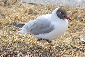 Seagull on the beach