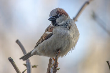 Sparrow on a branch