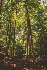 forest in autumn