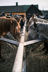 Horses eating hay on a farm