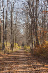 autumn in the park